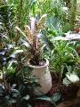 Potted bromeliad 